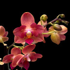 Phalaenopsis Alice - pachnąca i peloryczna