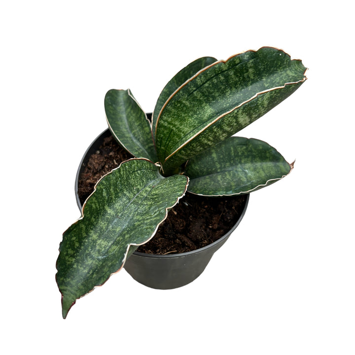 Sansevieria Tabby Green