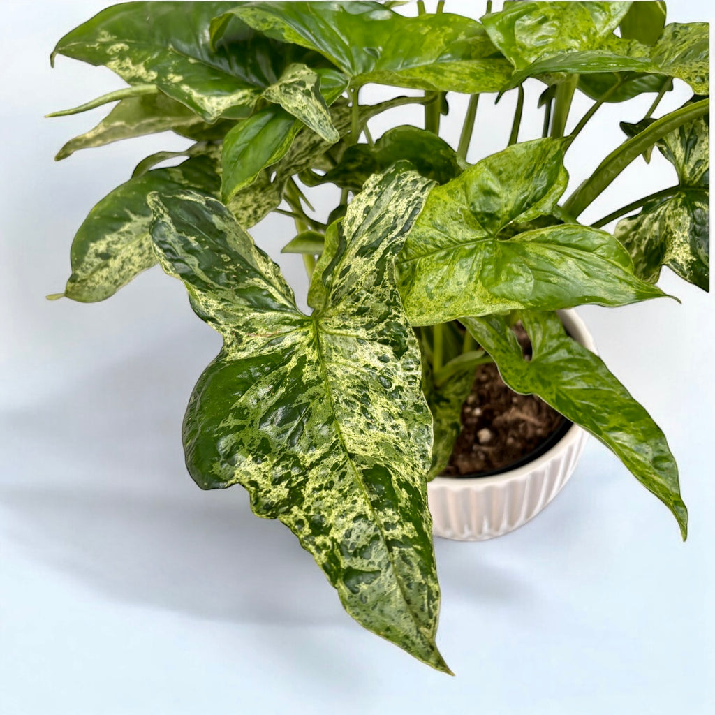 Syngonium podophyllum maculato 'Mojito' (cespuglio)