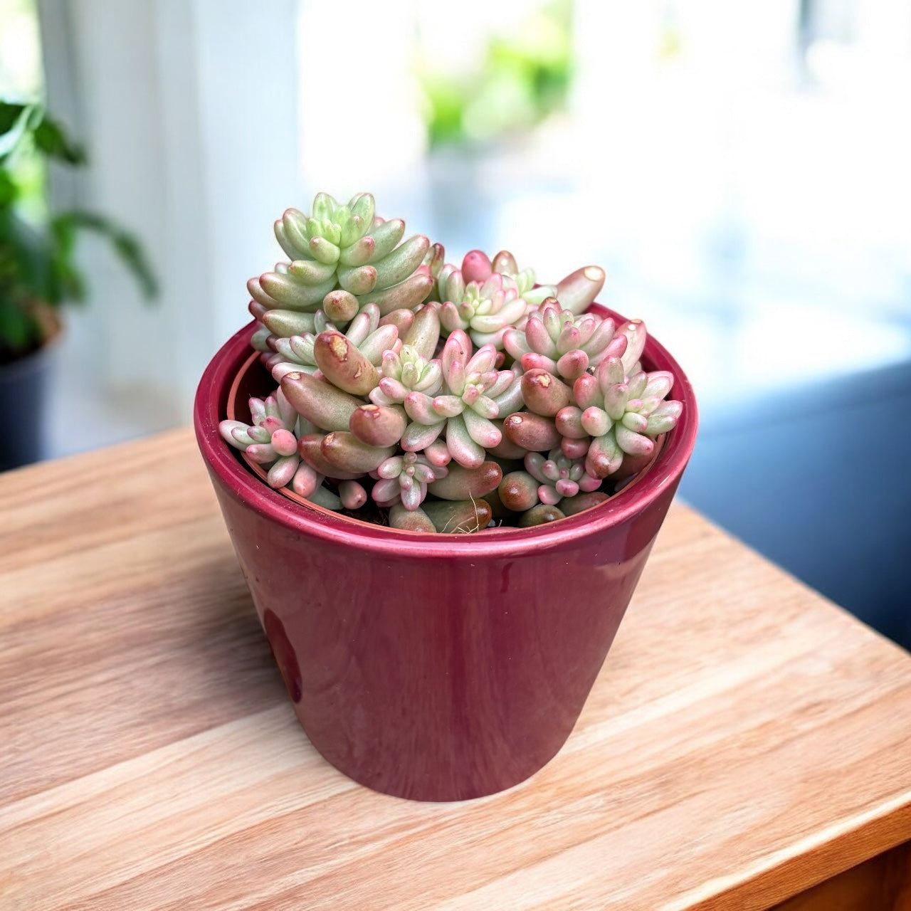Sedum rubrotinctum ‘Aurora’ – Pink Jelly Bean, suculenta cu frunzis roz translucid