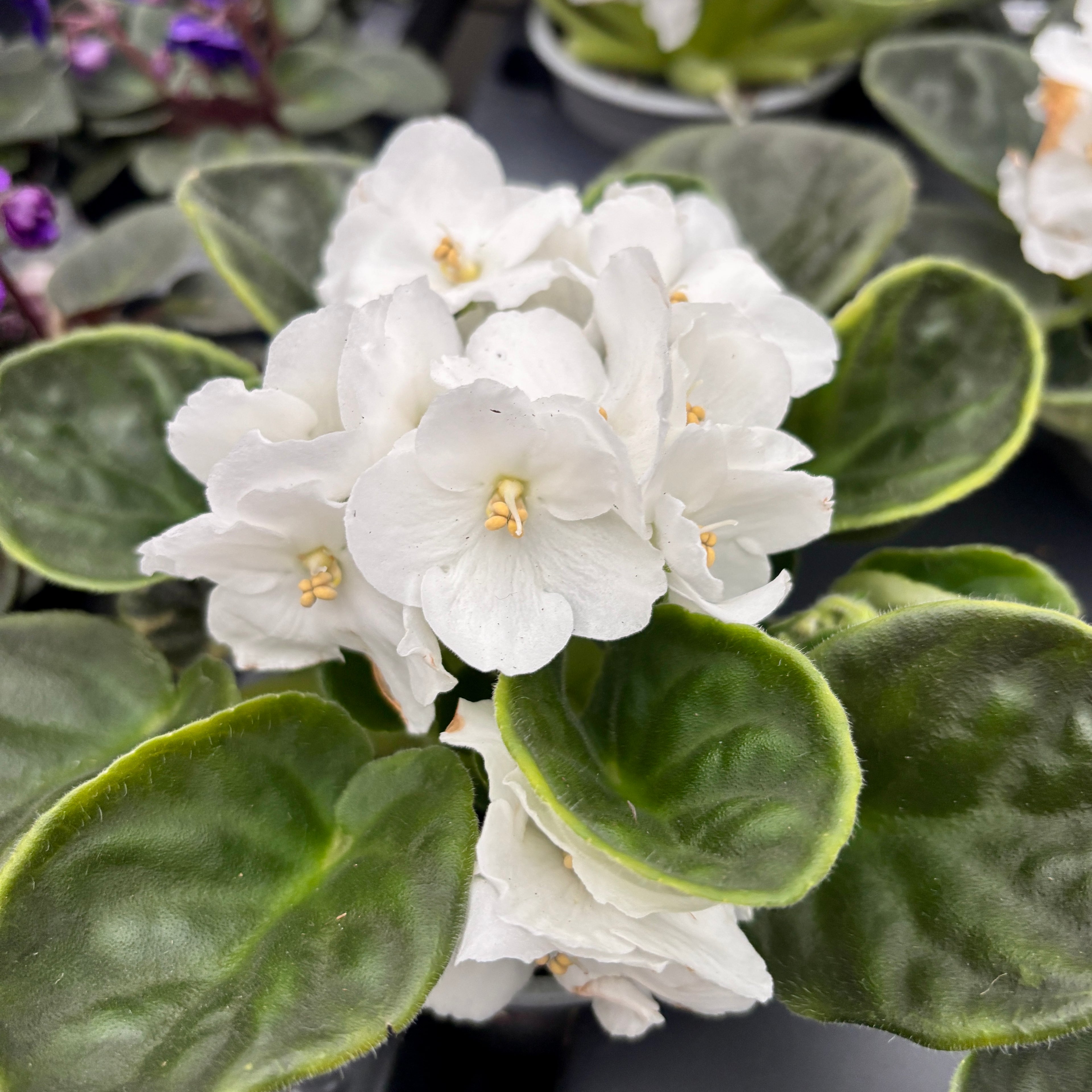 Violete albe - Saintpaulia City-line Tango