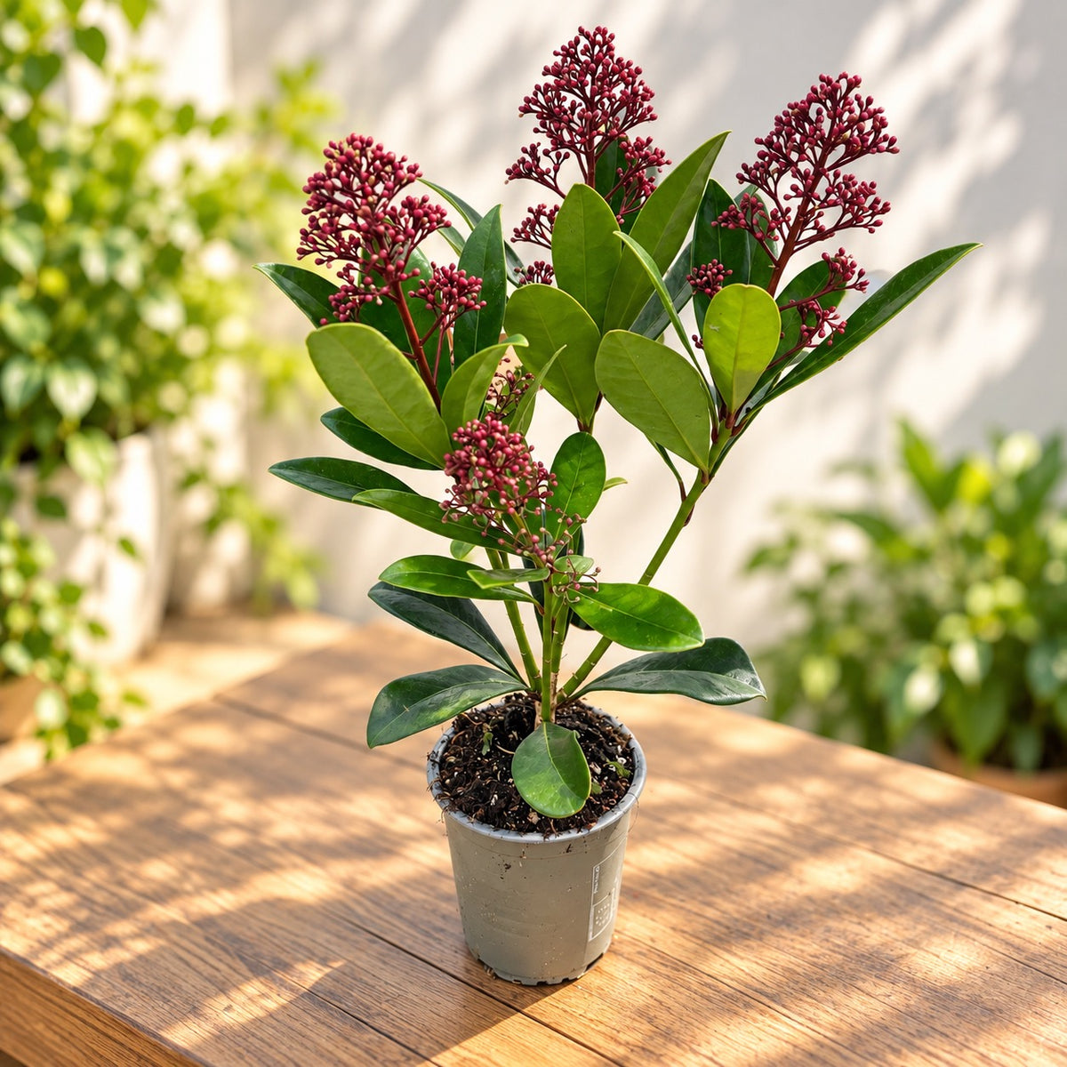 Skimmia Japonica Rubella (Lillà giapponese) 1pp - fiori profumati
