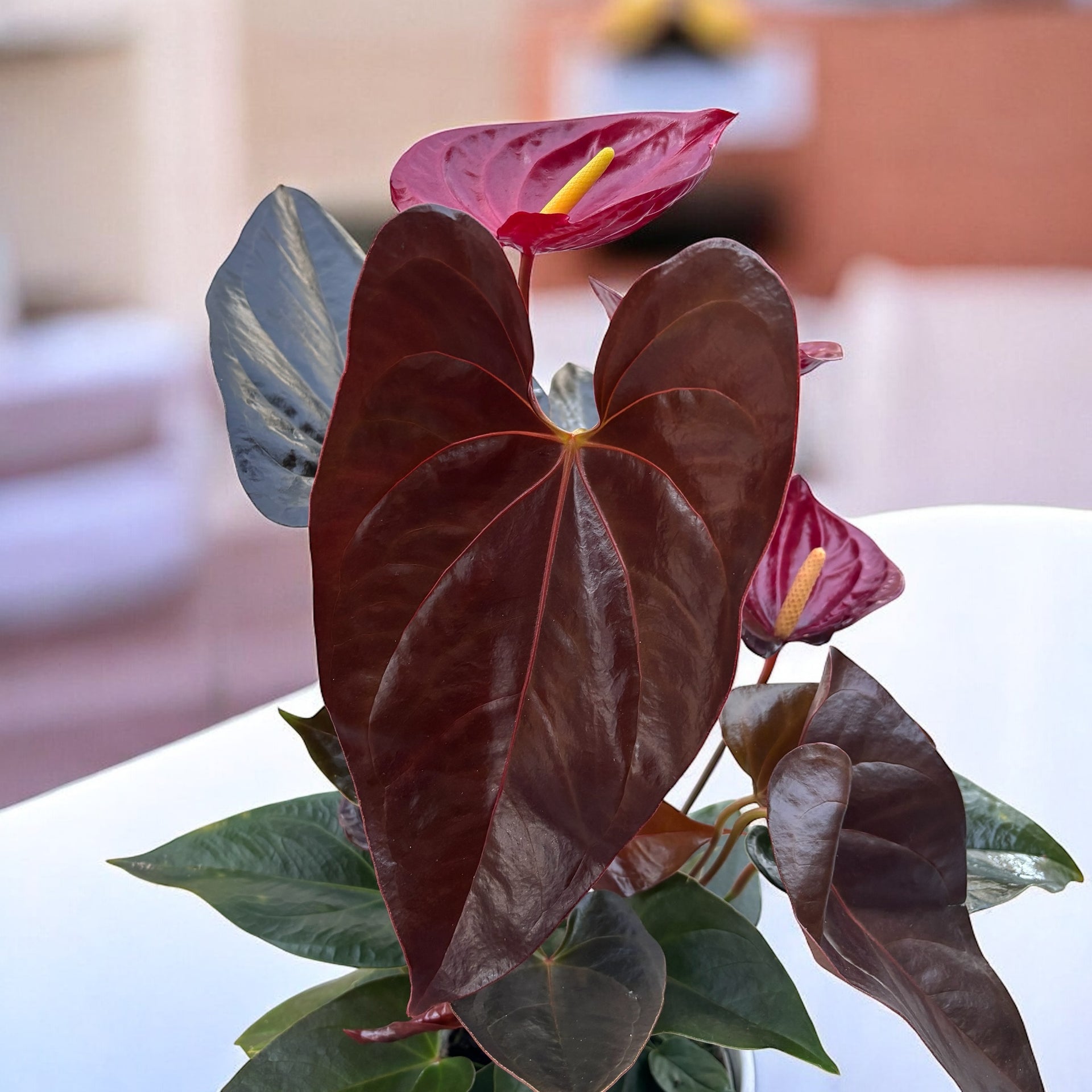 Anthurium Andreanum Delicata – Secret Garden Plant Shop