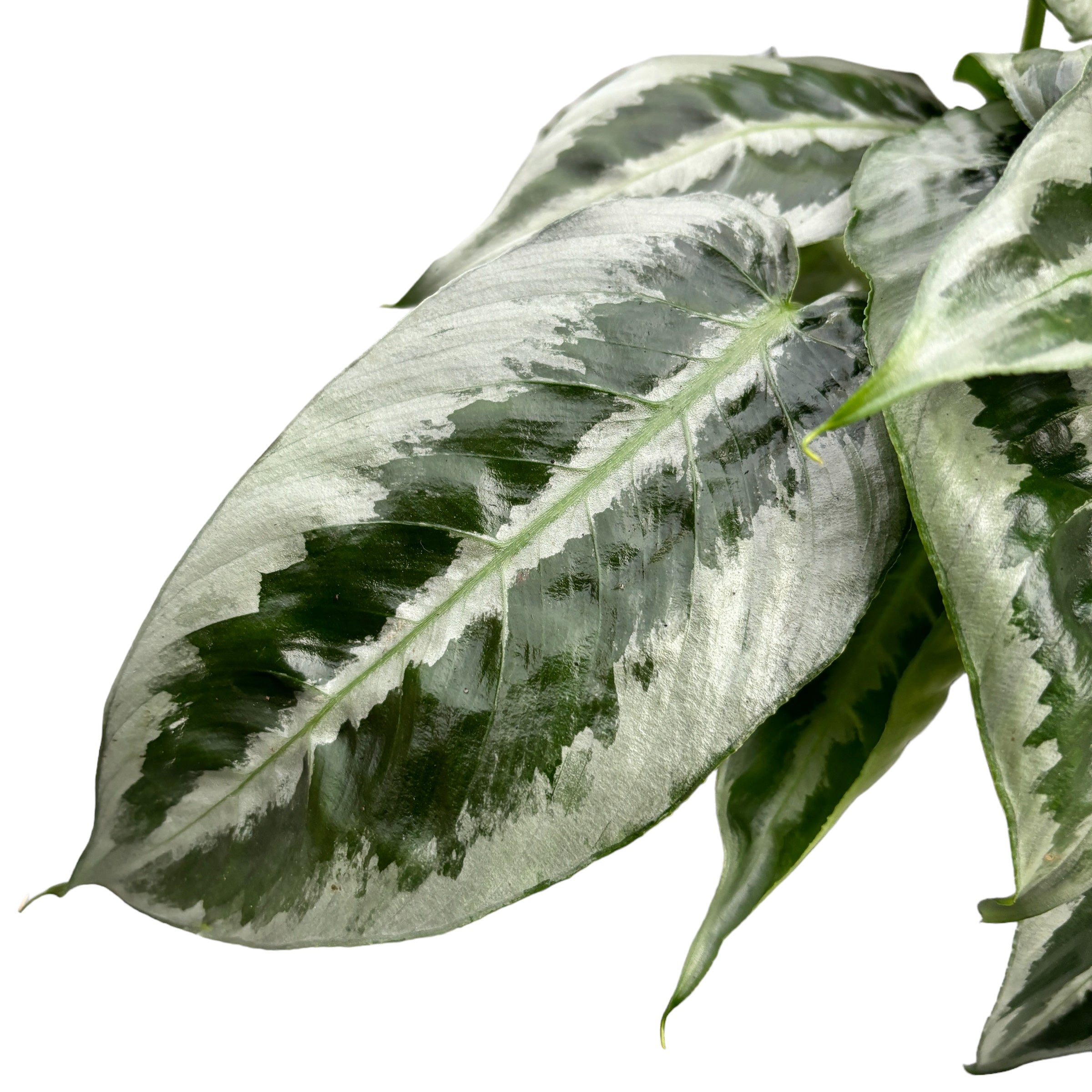 Schismatoglottis Motleyana (frunze cu defecte)