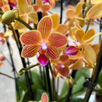 Phalaenopsis Chingruey's Goldstaff 'Fortune' - fragrant
