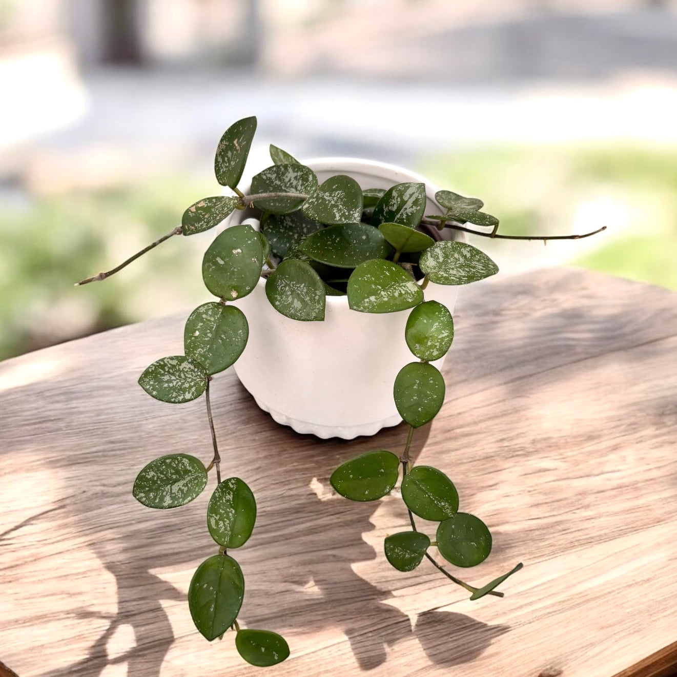 Hoya Mathilde 'Splash' D9 - parfumata