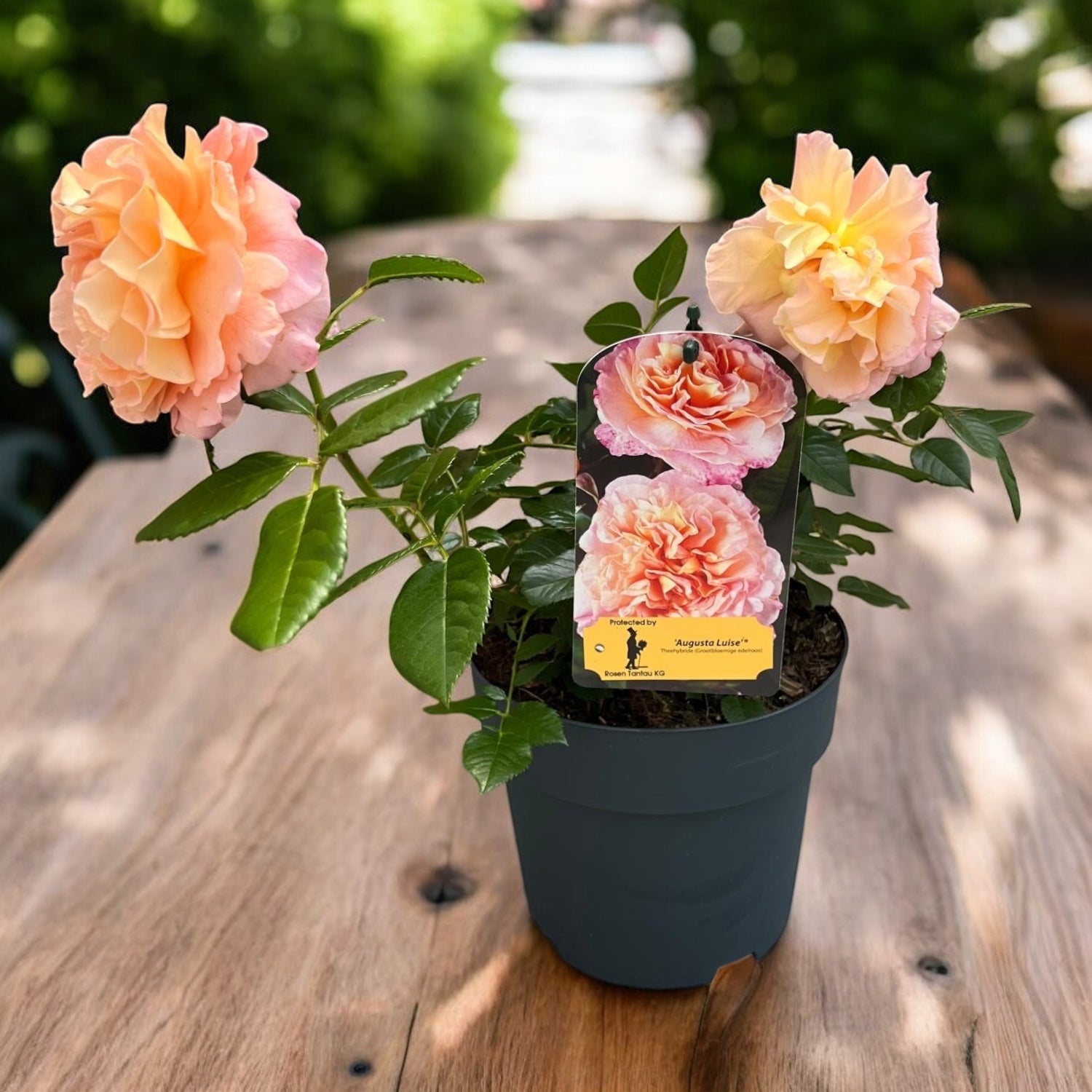 Rosa ‘Augusta Luise’® - Trandafir nostalgie, parfum intens