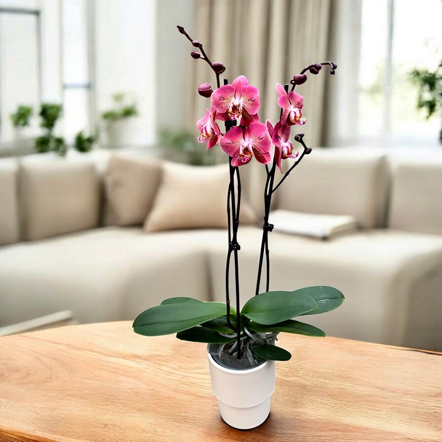 Phalaenopsis Leco Fantastic 
(Dragon Heart)