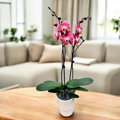 Phalaenopsis Leco Fantastisch 
(Drachenherz)