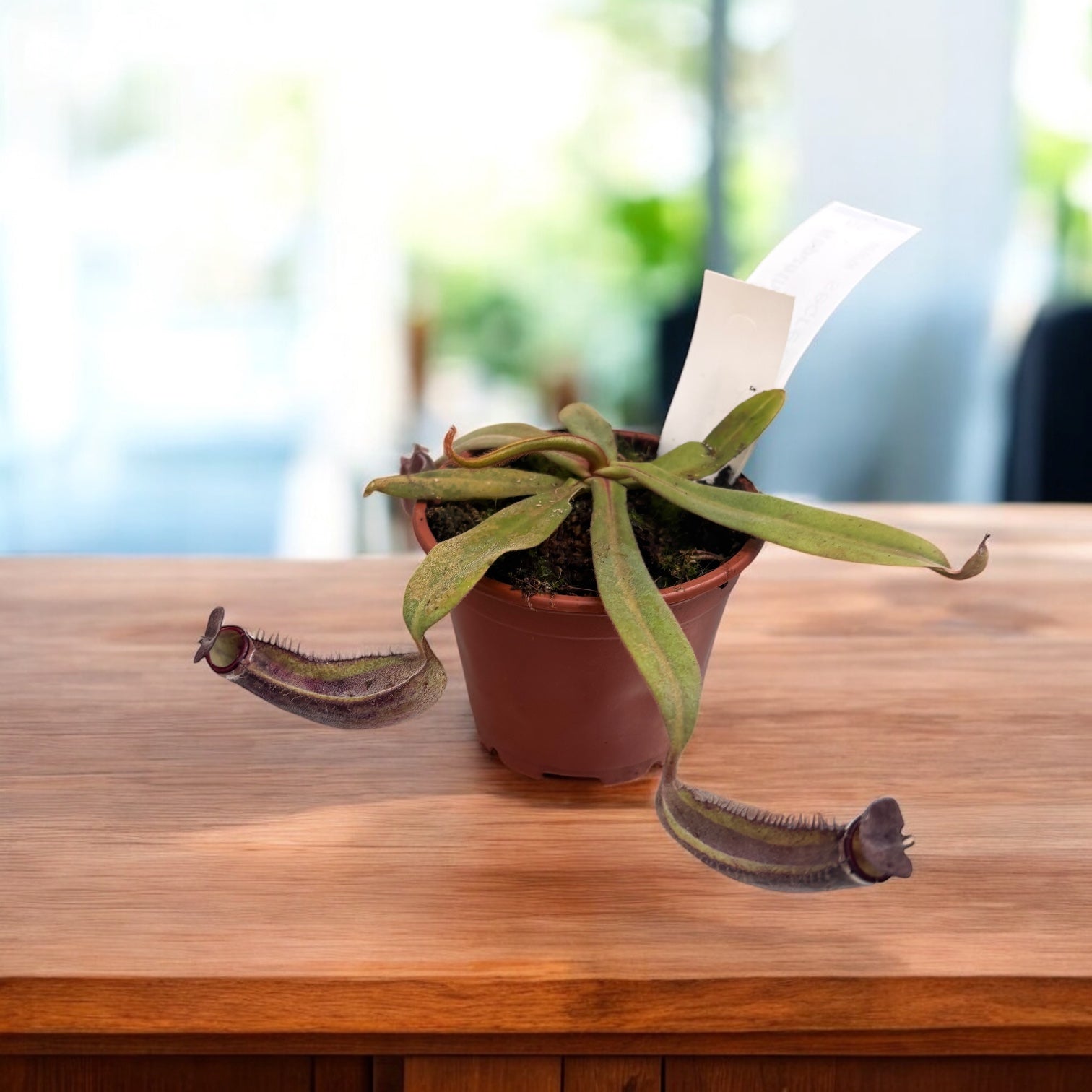 Planta carnivora Nepenthes Albomarginata