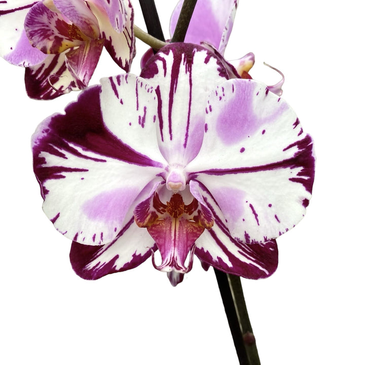 Phalaenopsis Magic Art