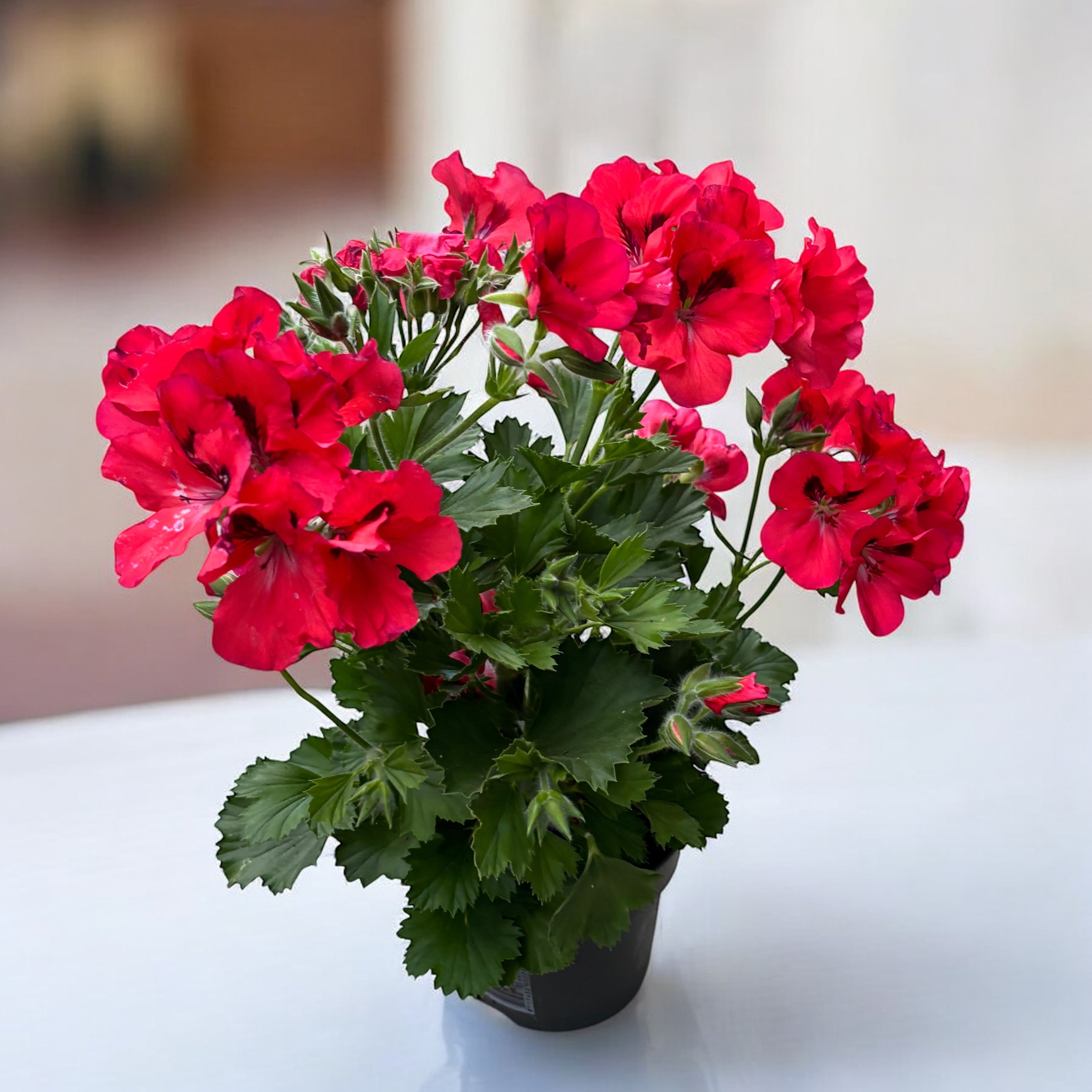 Pelargonium Grandiflorum 'Elegance Anna’ (muscate englezesti)