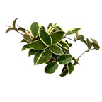 Hoya carnosa 'Albomarginata'