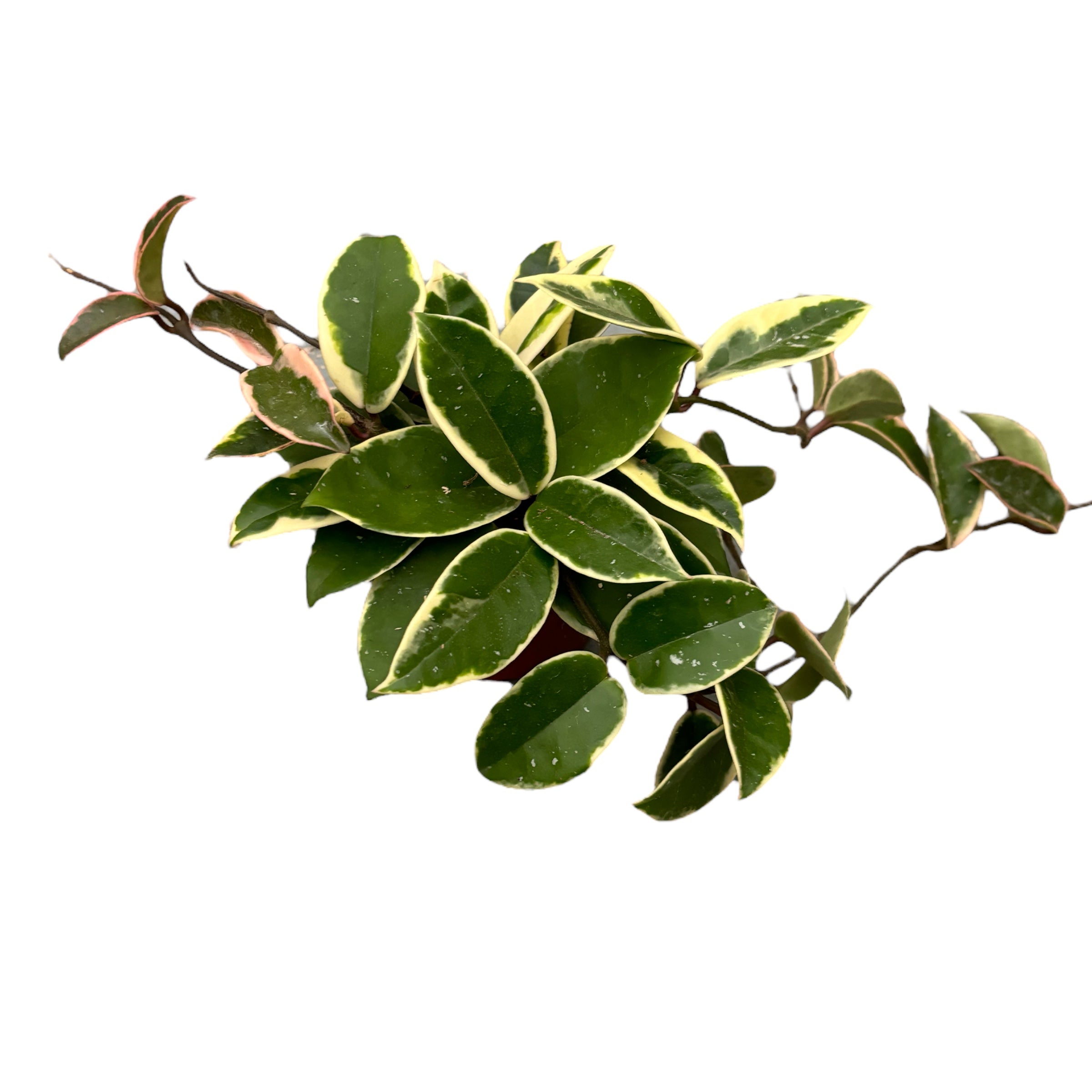 Hoya carnosa 'Albomarginata'