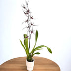 Wilhelmara Pinot Princess