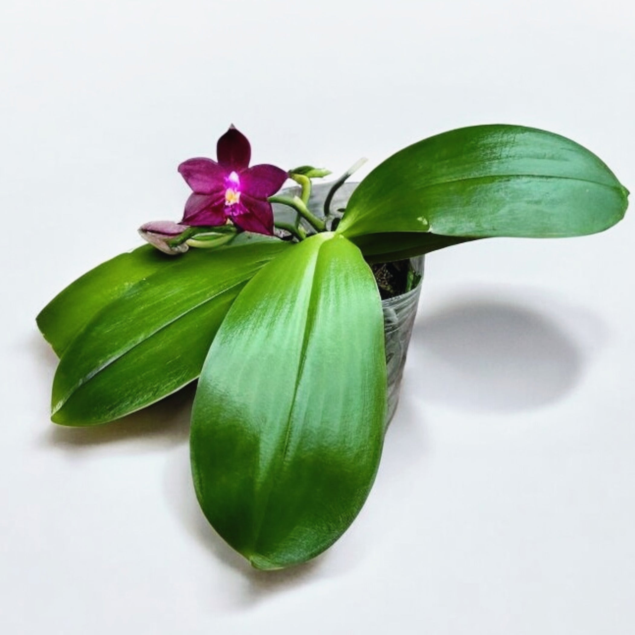 Phalaenopsis LD's Bear King - intensely fragrant flowers (citrus)