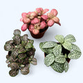 Fittonia (planta mozaic) - set 3 buc diferite