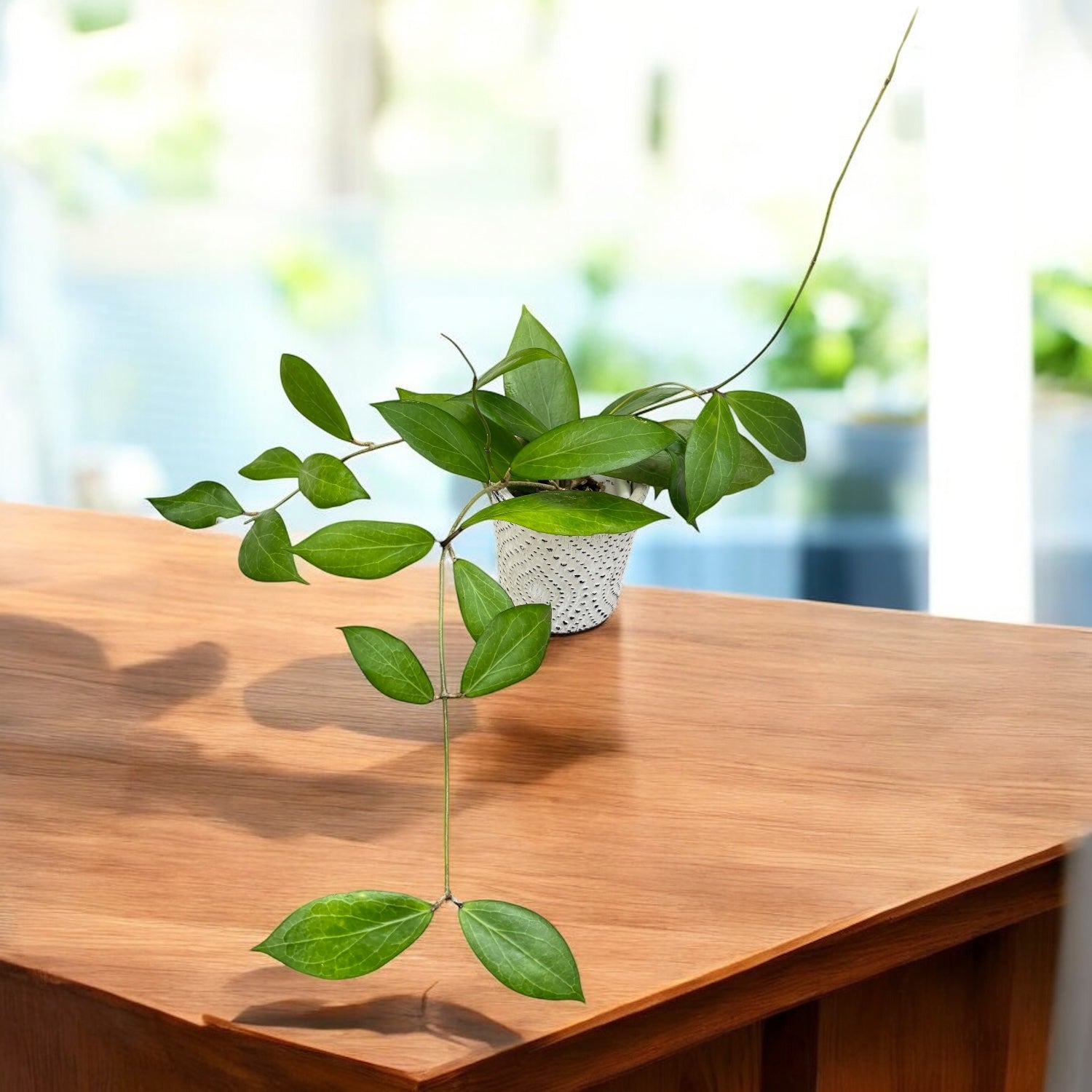 Hoya camphorifolia - flori parfumate, exemplare dezvoltate