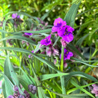 Tradescantia 'JS®Brainstorm' (evergreen, de gradina)