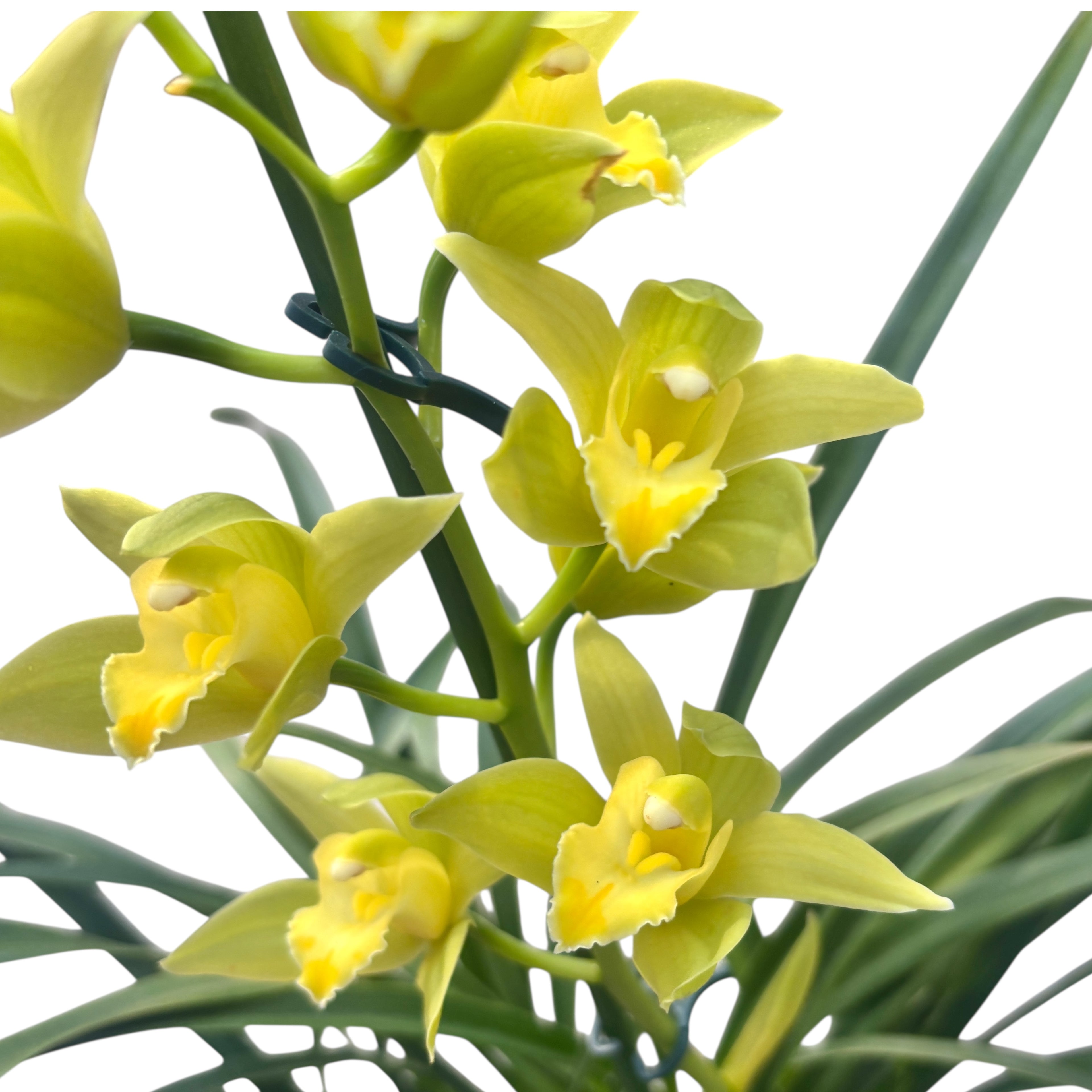 Cymbidium Enzan Aniston 'Stardust' - fleurs parfumées