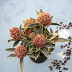 Skimmia Japonica 'Mystic Marlot' - tarka levelek, illatos virágok (japán orgona)