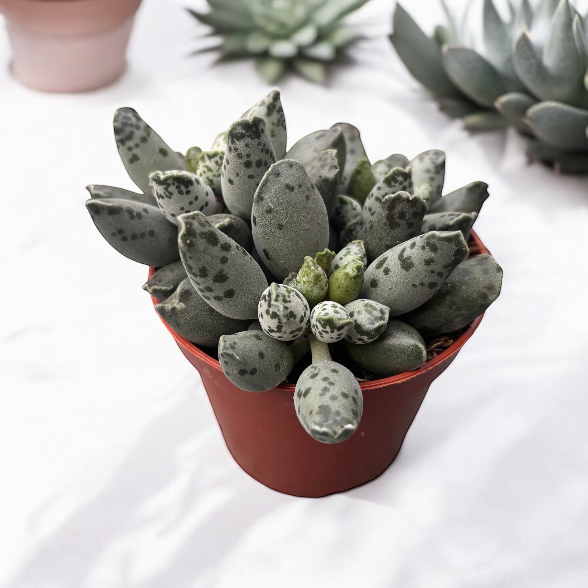 Adromischus cooperi ‘Festivus’ – suculenta compacta cu frunzis artistic