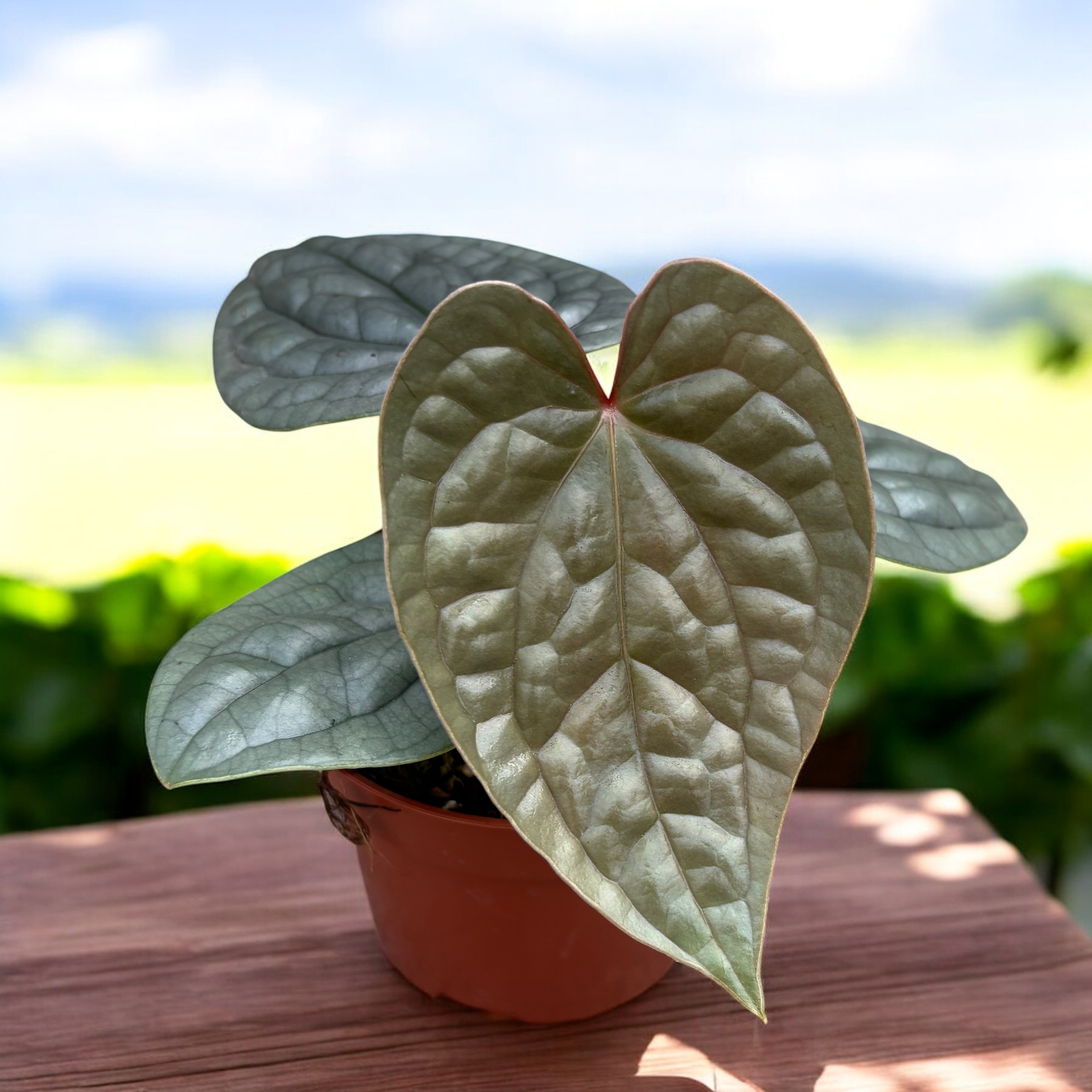 Anthurium luxurians (Quilted Hearts Anthurium) – Secret Garden
