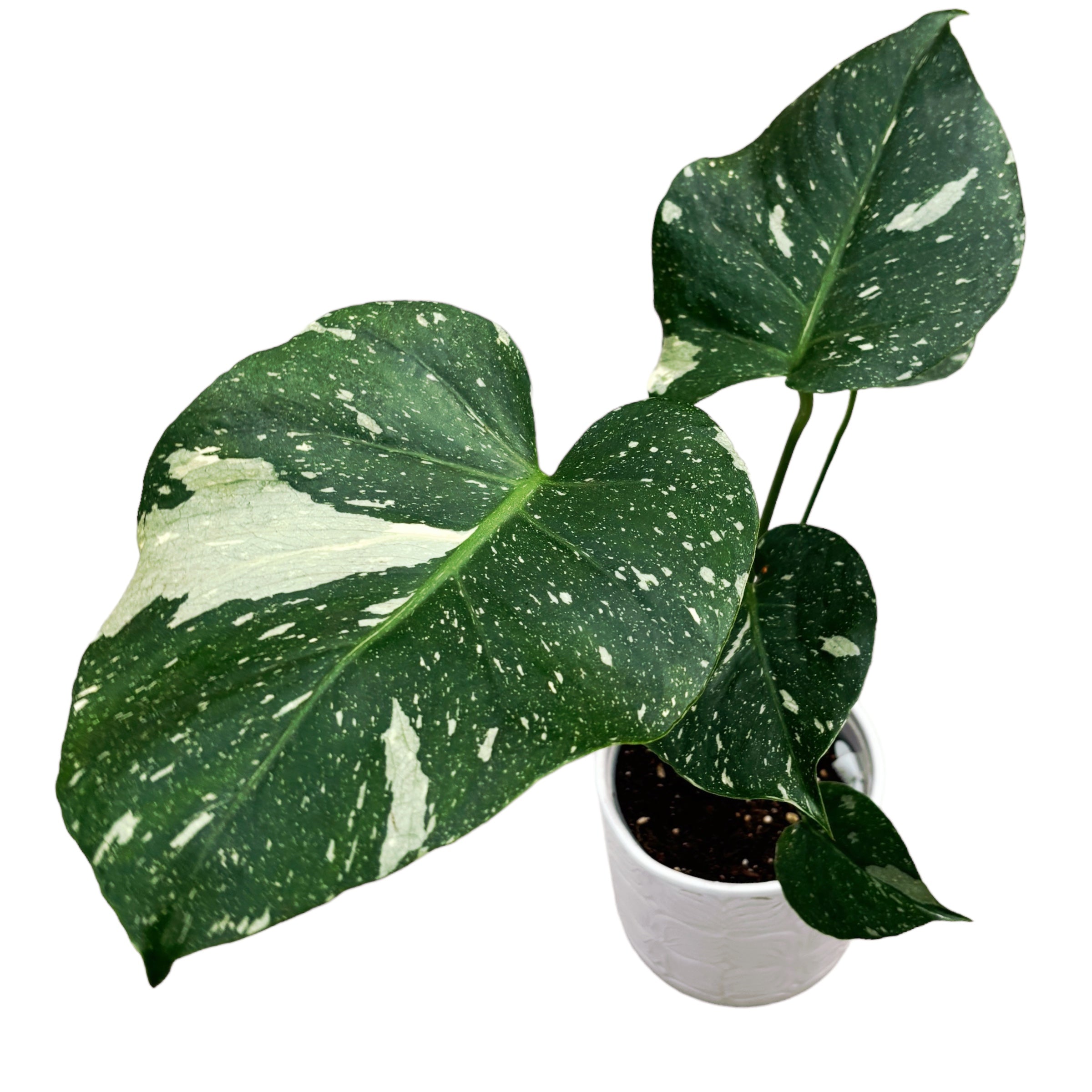 Monstera Thai Constellation (MTC#12)