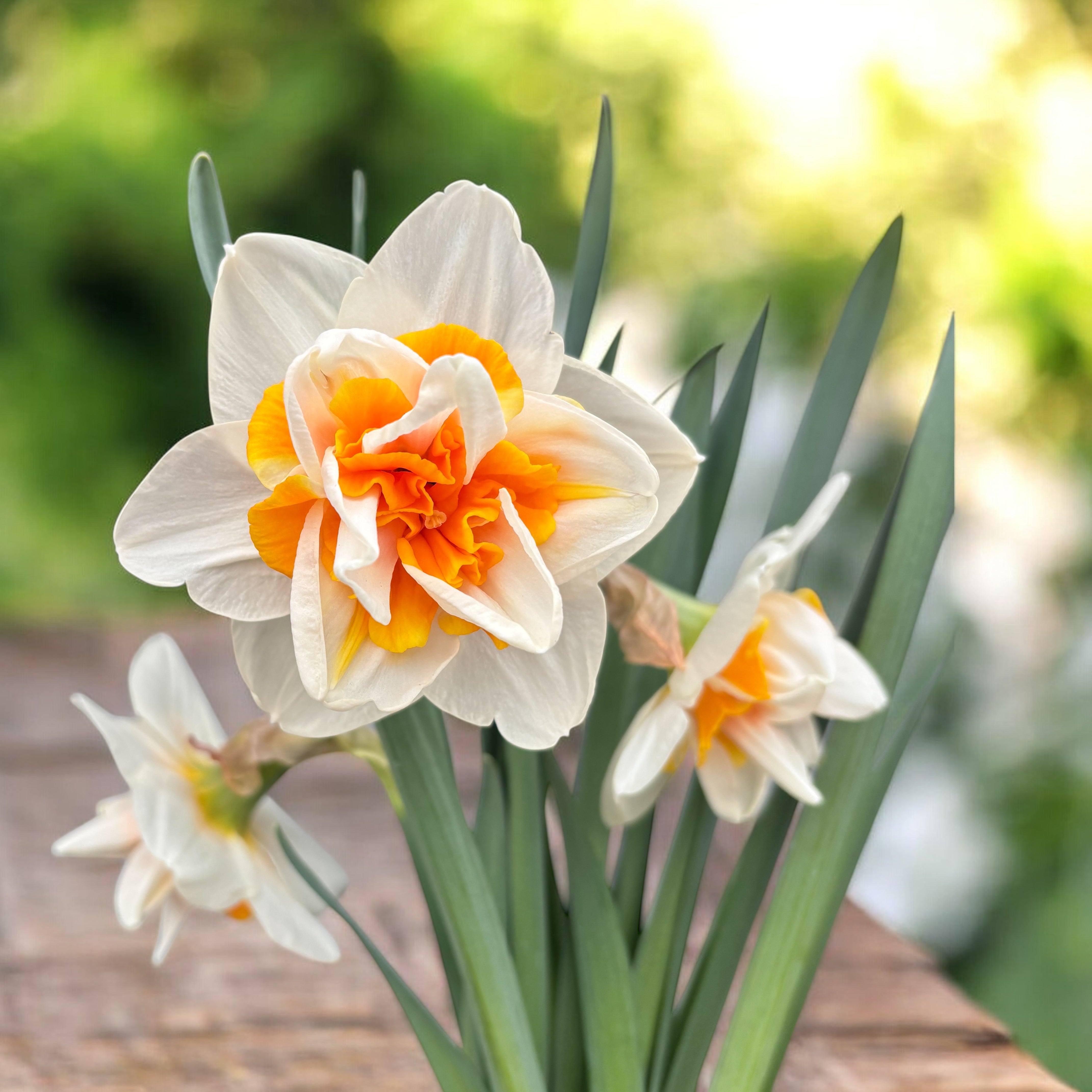 Bulbi narcise cu flori duble - Narcissus Peach Swirl – Secret