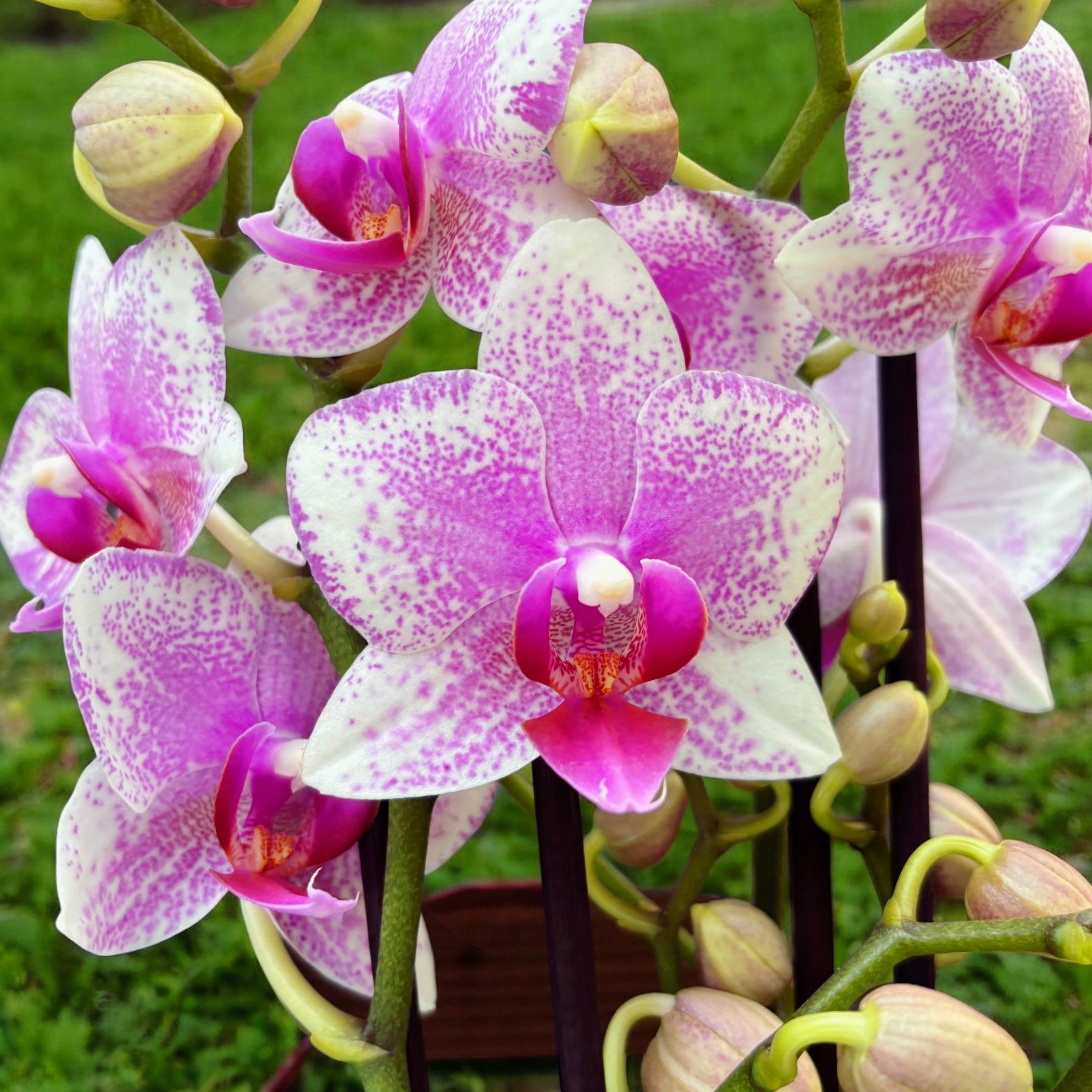 Phalaenopsis Anthura Rotterdam