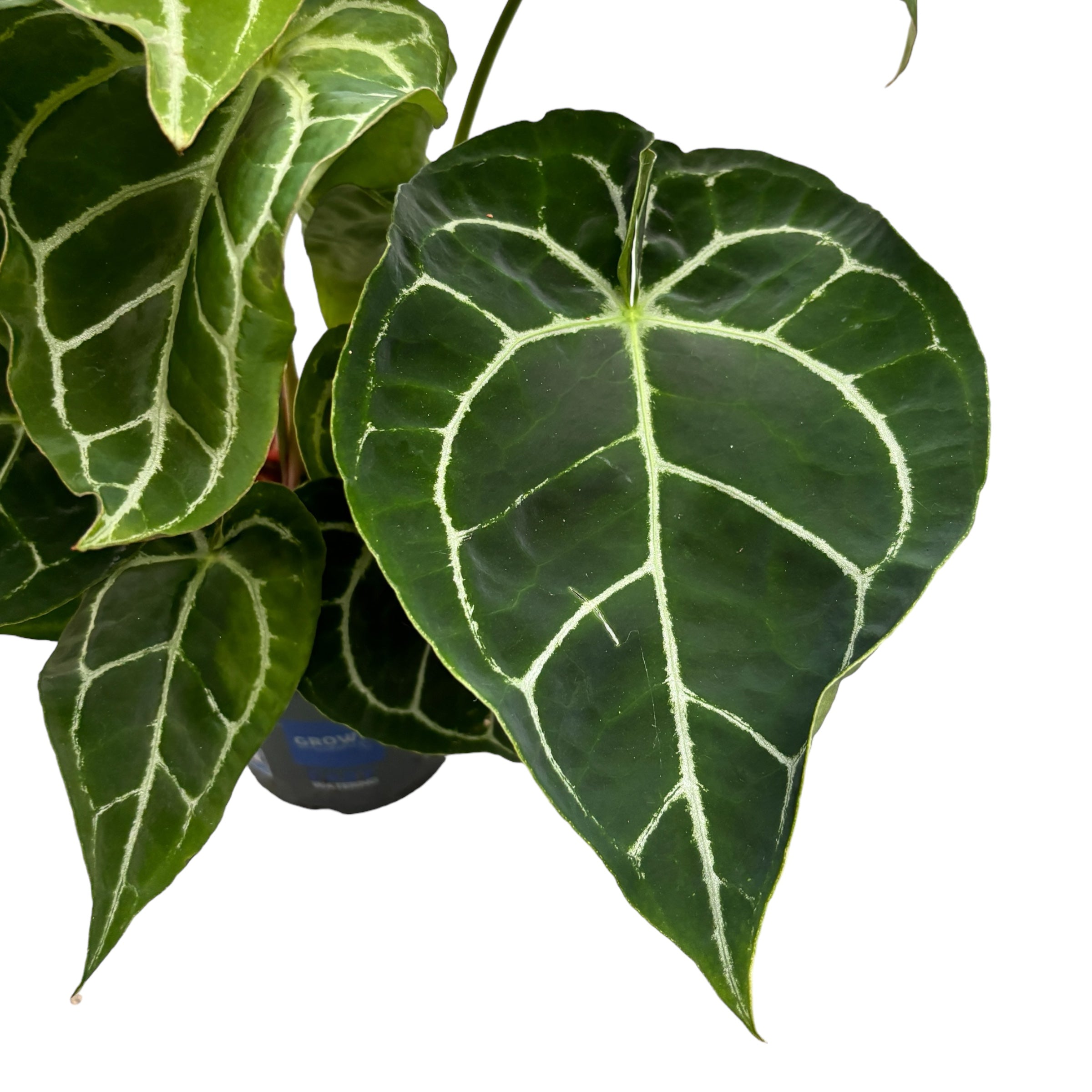 Anthurium crystallinum D12 - exemplare dezvoltate