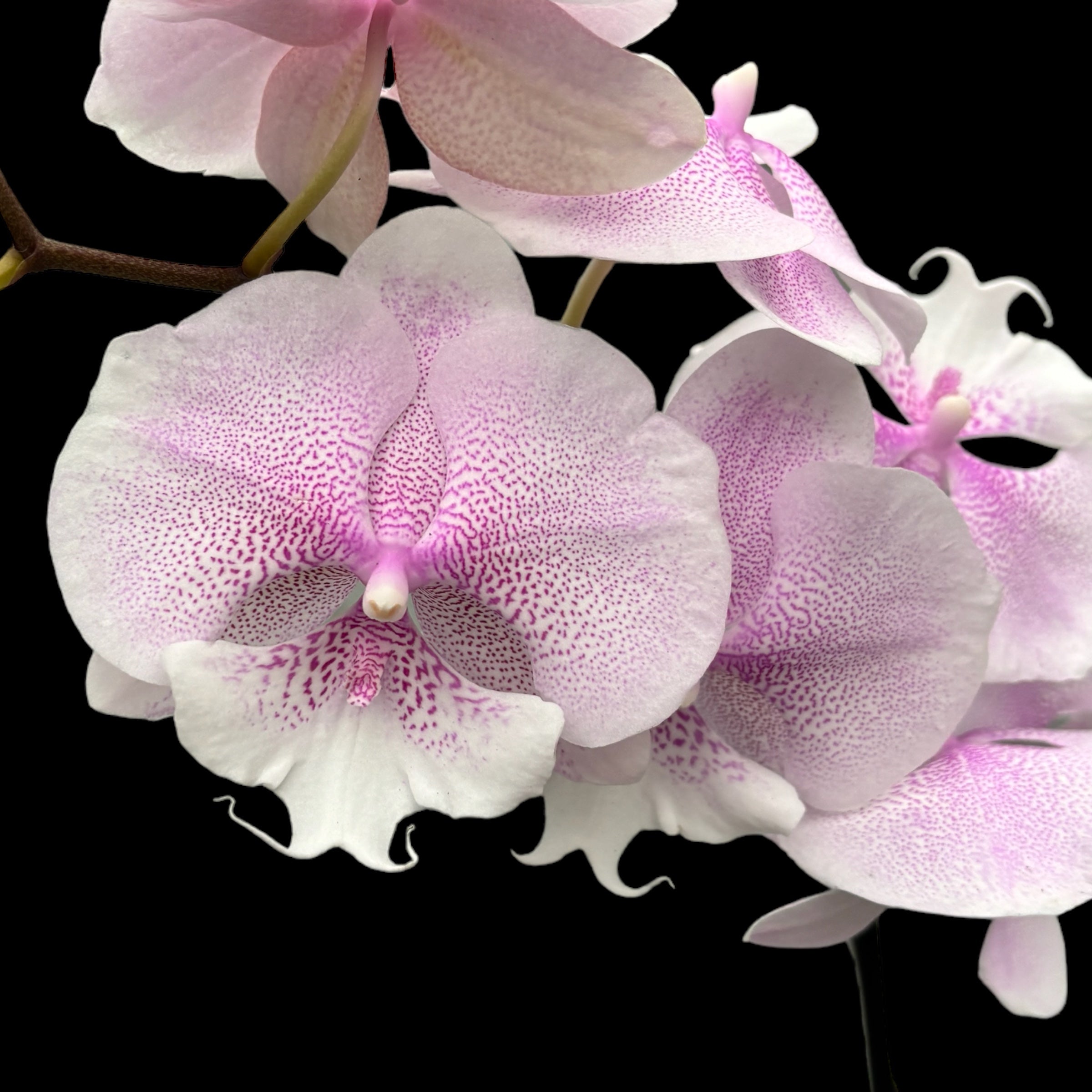 Phalaenopsis Queen Kiss grande lèvre