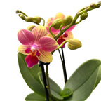 Phalaenopsis Summersong D9