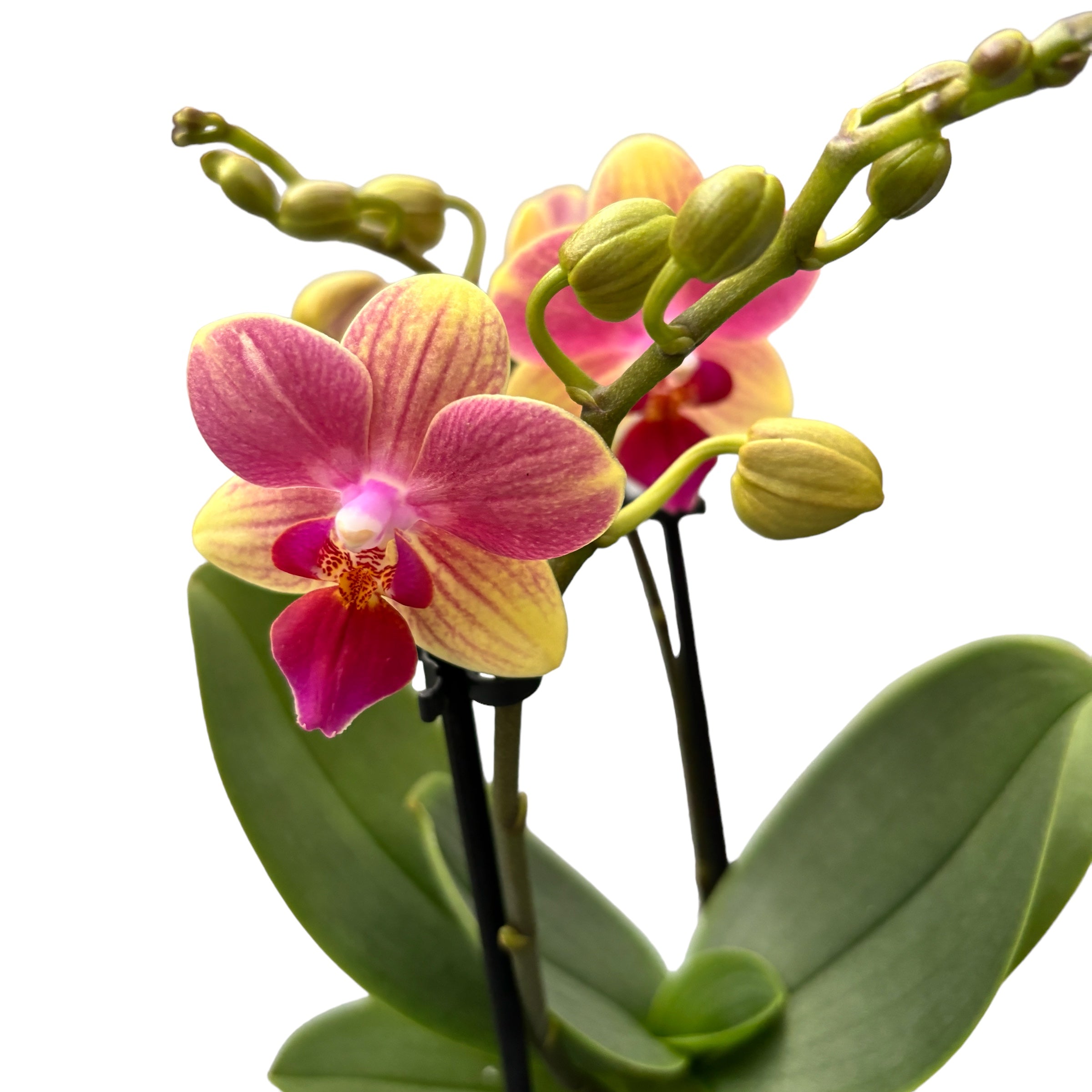 Phalaenopsis Summersong D9