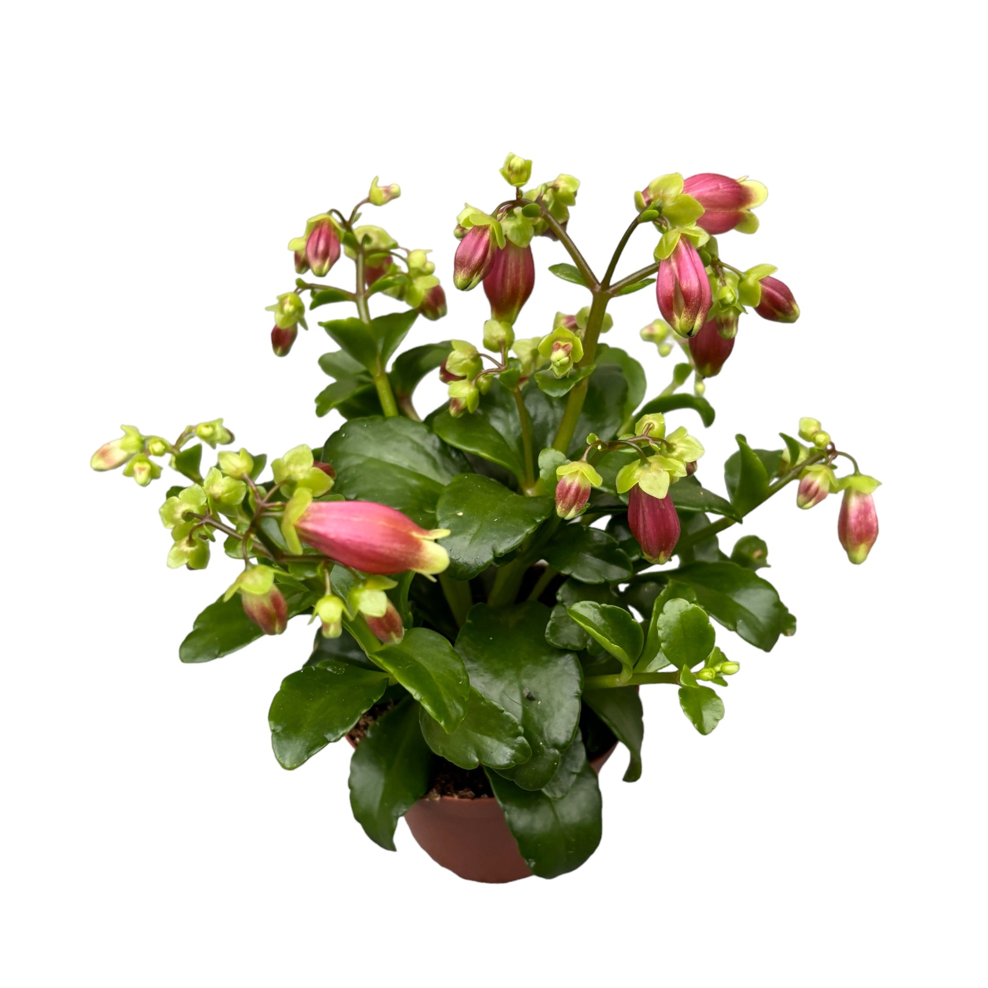 kalanchoe düngen Kalanchoe 'Dream Bells' – Secret Garden Plant Shop