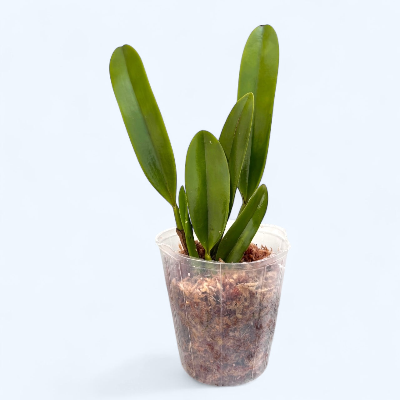 Lc. Hsin Buu Lady 'YT' AM/AOS - flori parfumate