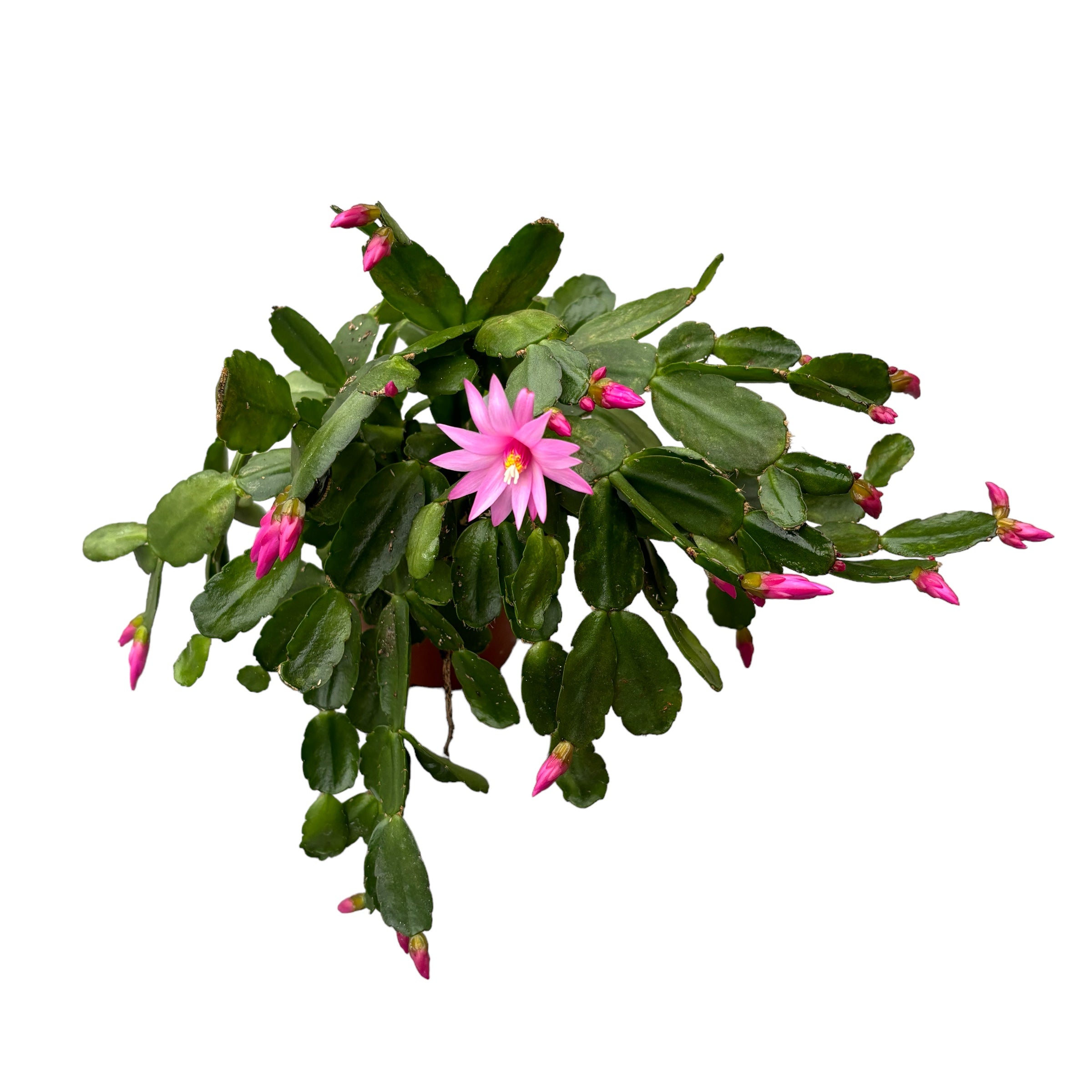 Rhipsalidopsis rosea ‘Pink Fire’ (floarea pastelui roz)