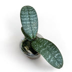 Phalaenopsis philippinensis (Foglie d'Argento)