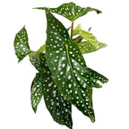 Begonia corallina ‘Tamaya’ - Plante d'intérieur élégante avec fleurs roses