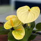 Anthurium Vanilla - floare eleganta cu accente vanilate