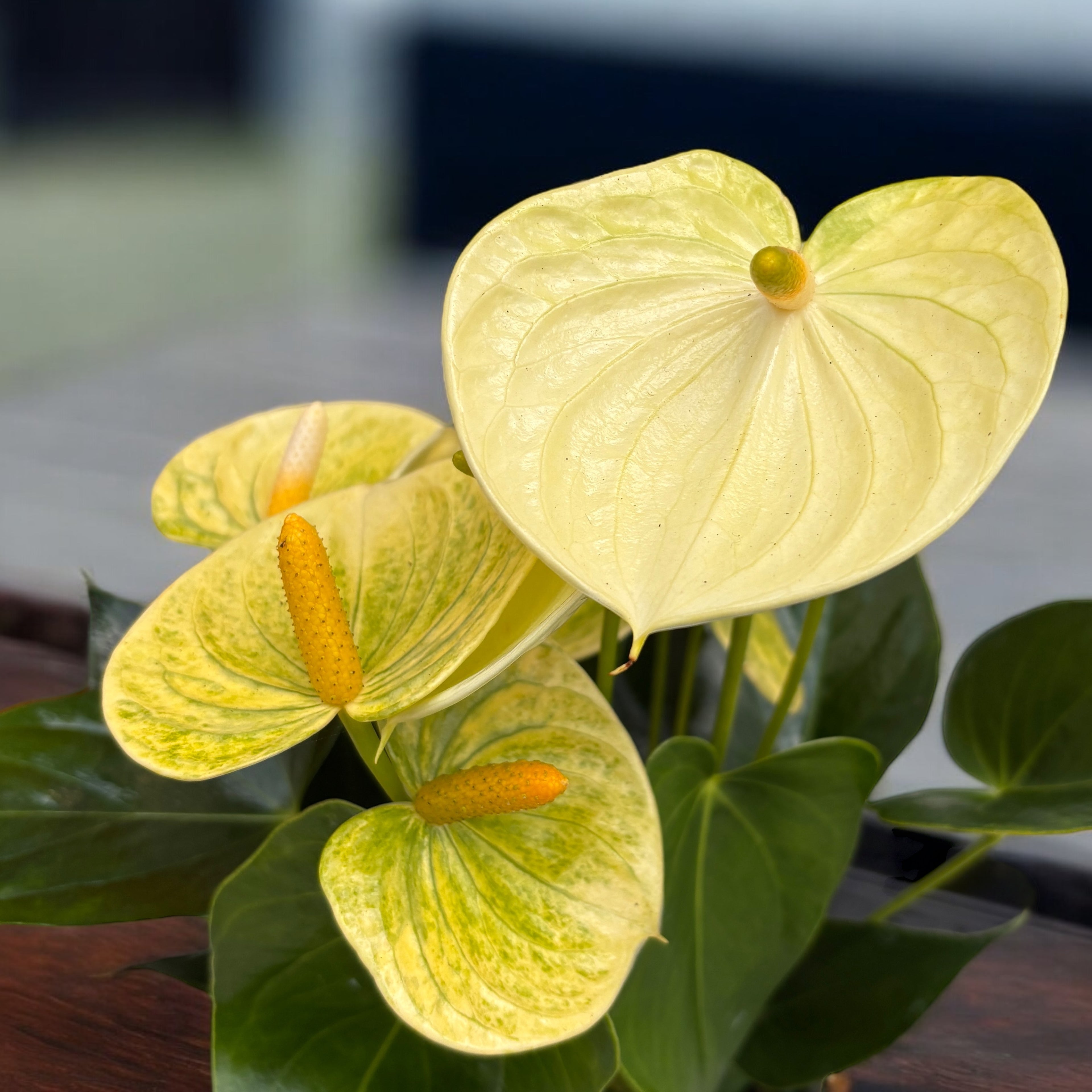 Anthurium Vanilla - floare eleganta cu accente vanilate