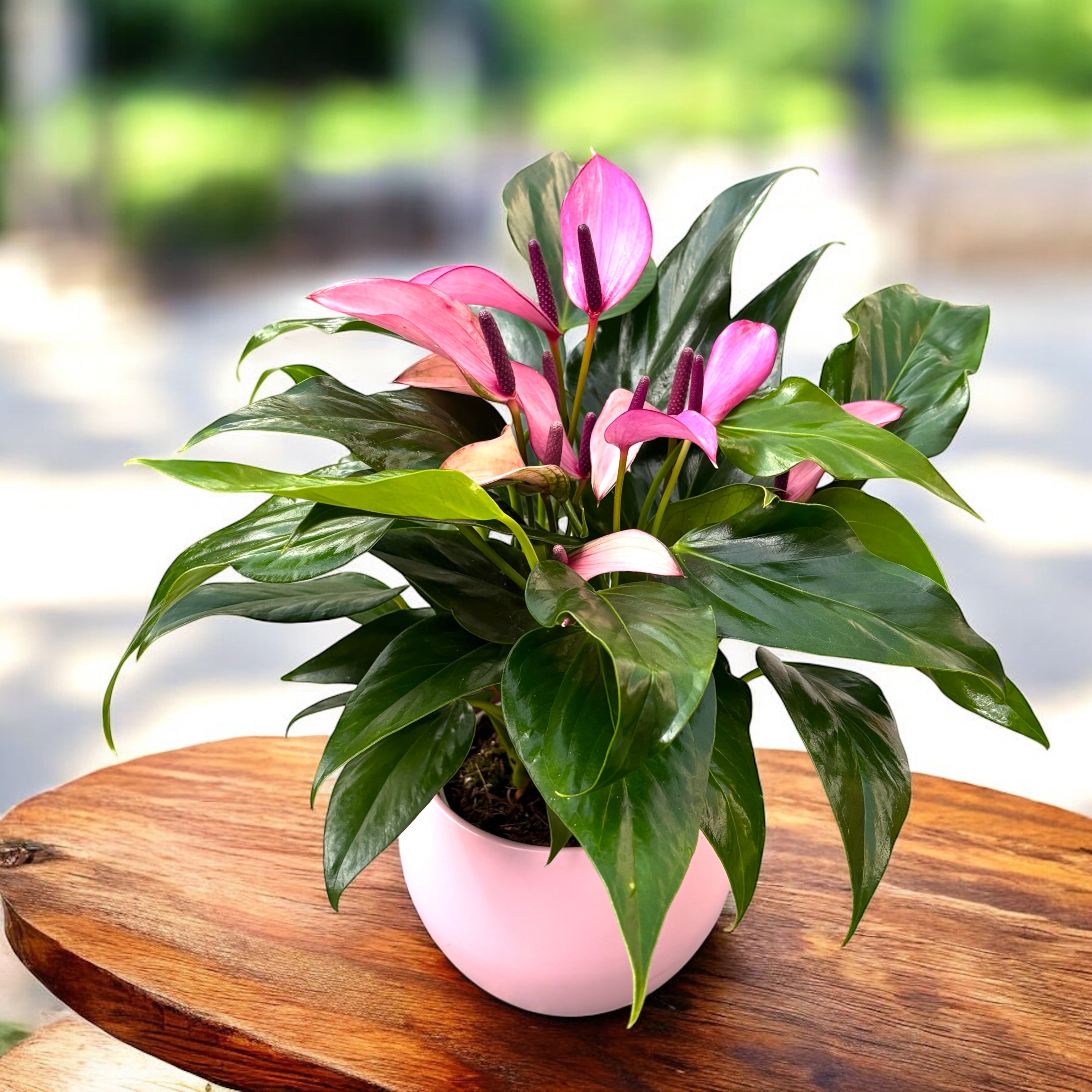 Anthurium Zizou - eleganta exotica in nuante de violet intens