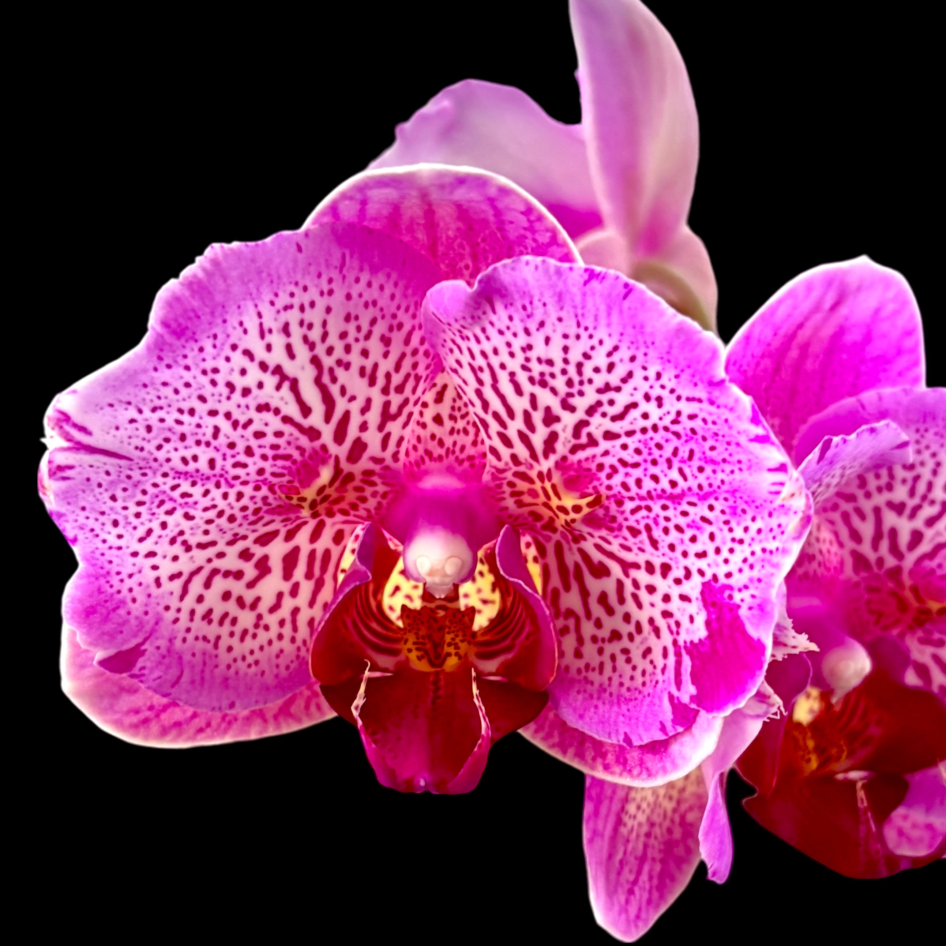 Phalaenopsis I-Hsin Pixie Reds '225' (pelorinen)