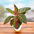 Aglaonema ‘Garnet Coltrane’ -  planta exotica cu frunzis rosu-rubiniu spectaculos