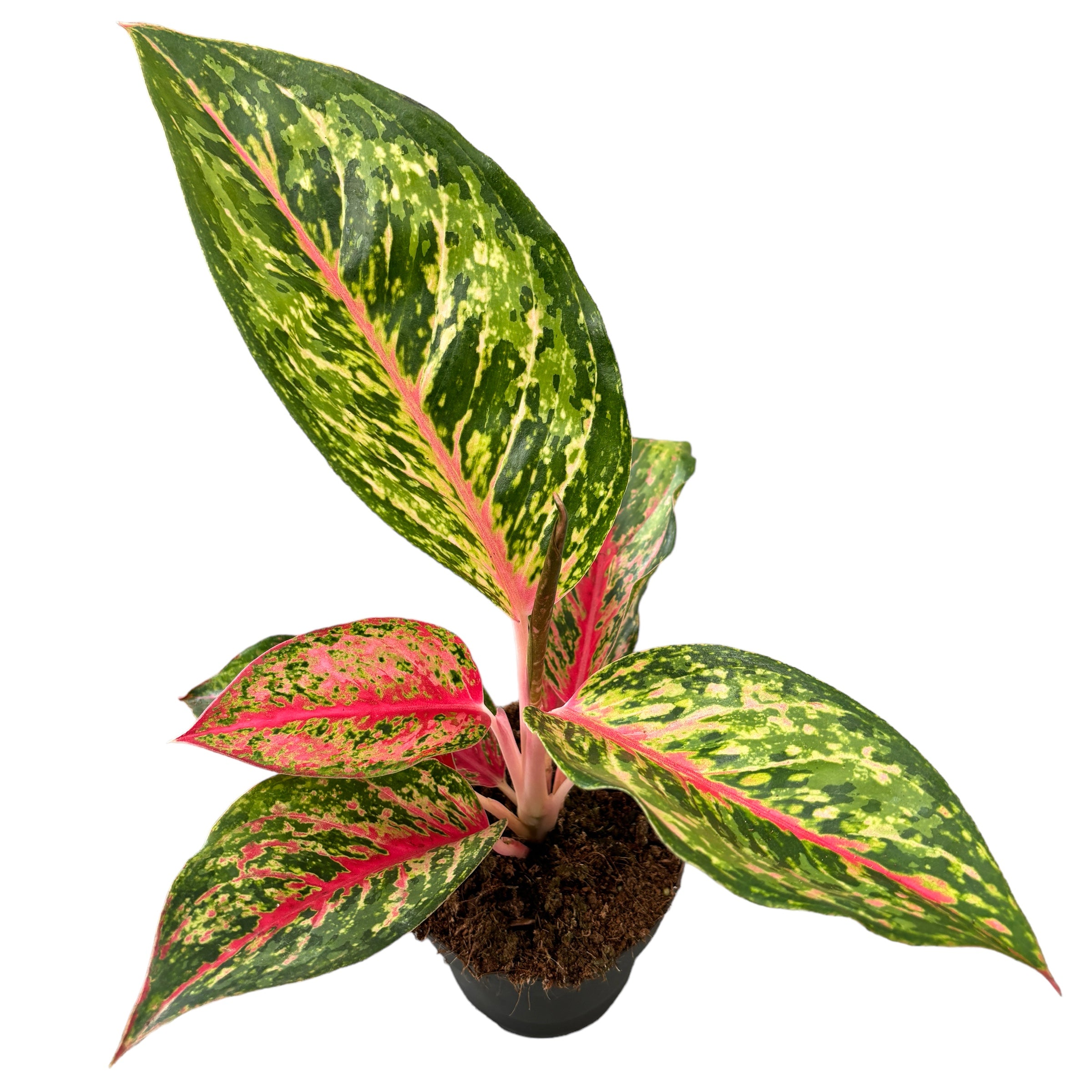 Aglaonema 'Lychee Red'
