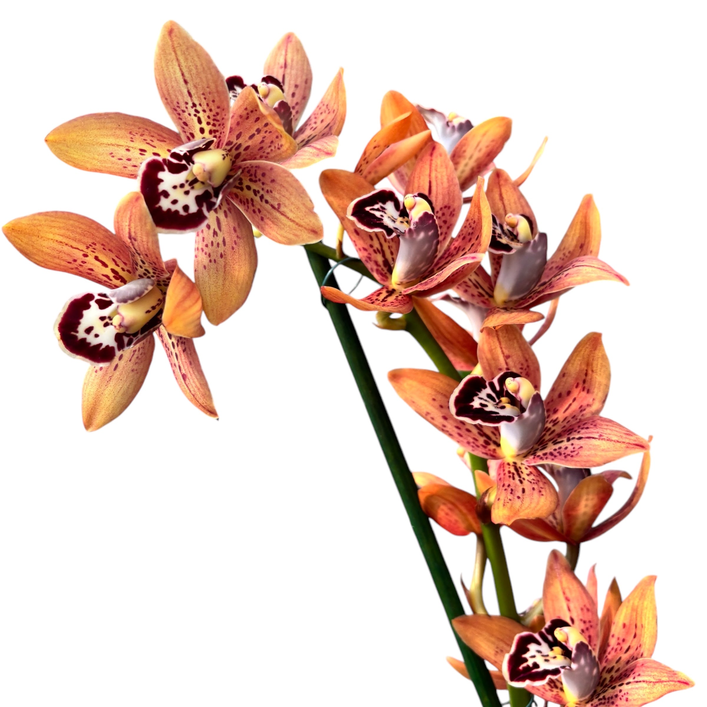 Cymbidium Totorri (Kusuda Shinning) fragrant