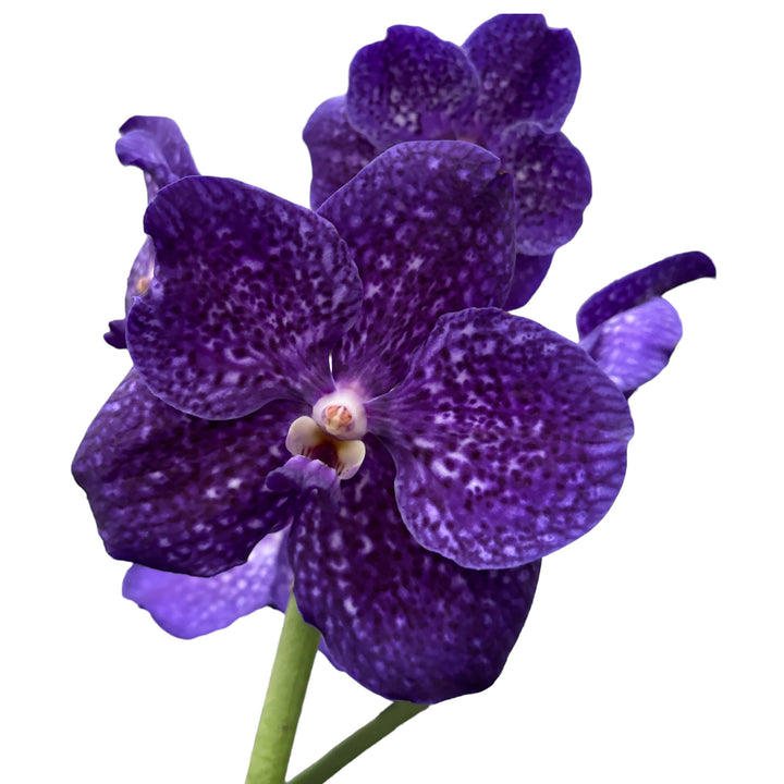 Vanda Tweed Blue (ANSU)