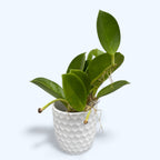 Hoya pachyclada 'Red Corona' - fragrant flowers