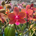 Fragrant Phalaenopsis Trixion