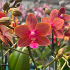 Fragrant Phalaenopsis Trixion